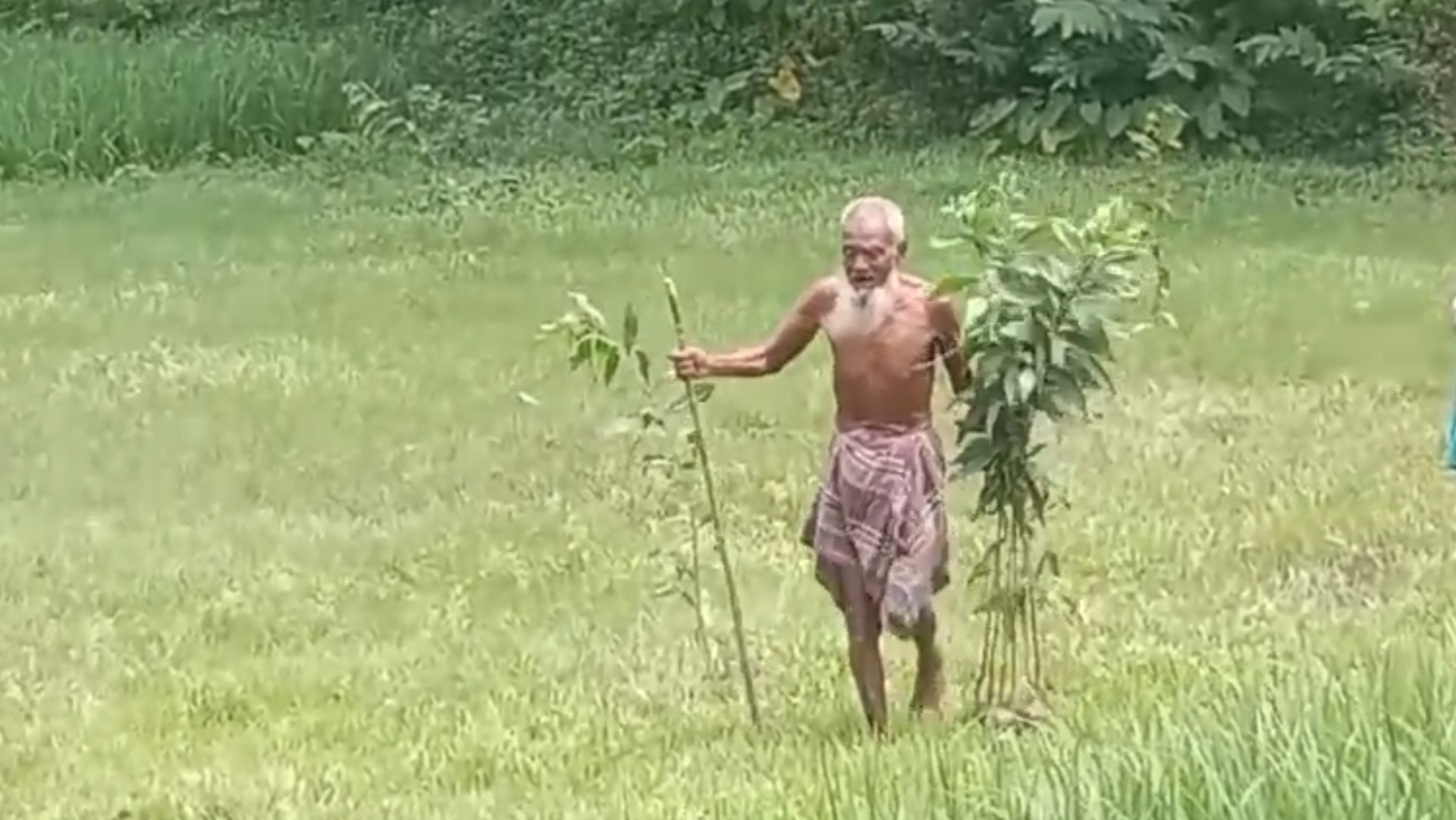 ভালুকায় জমি বিরোধে গাছের চারা তুলে ফেলার অভিযোগ